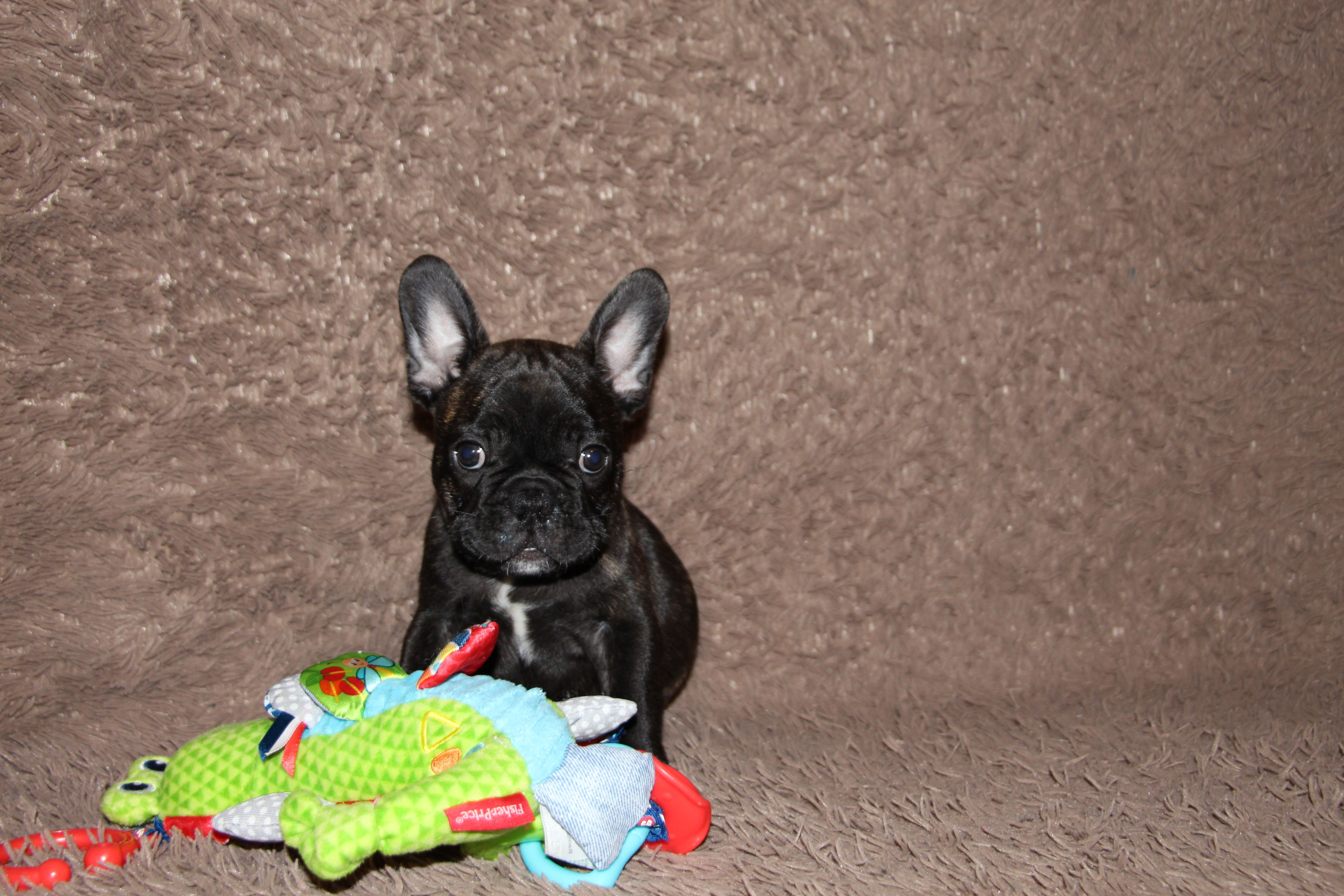 <svg class='blue'></svg> <b>Marrel</b> <svg class='blue'></svg>